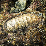 Chiton sp. 30
